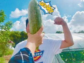 博雅吃瓜网红是谁啊,网络红人的崛起与影响力