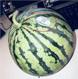 太古里网红吃瓜,揭秘网红圈背后的故事