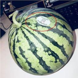 揭阳网红吃瓜,揭秘网络热点的背后真相