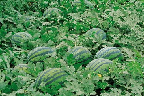 东港网红吃瓜群微信,揭秘网络红人的幕后故事