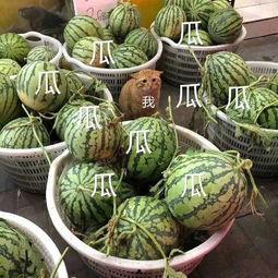 吃瓜网为什么这么火,揭秘网络热议背后的热门现象