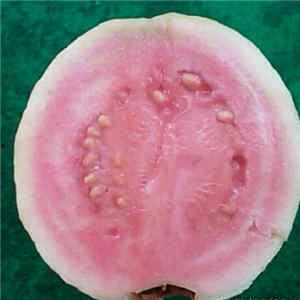 吃瓜的台湾网红叫什么