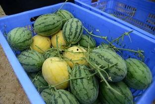 高州网红吃瓜群微信号